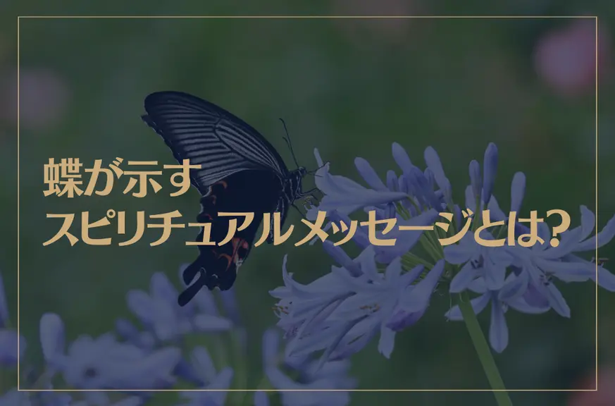 蝶が示すスピリチュアルメッセージとは？クロアゲハは神様の遣い？