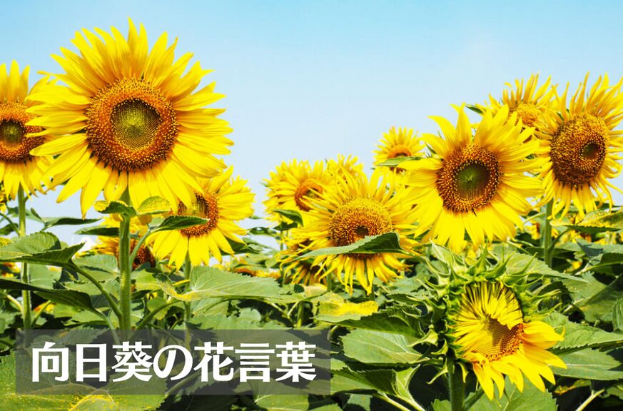 ひまわり(向日葵)の花言葉は怖い？意味や由来、色・本数別、英語名の花言葉もご紹介！