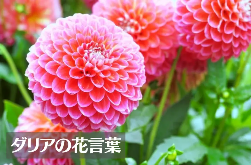 ダリアの花言葉は怖い？意味や由来、色別(赤・白・黄・青)などもご紹介！