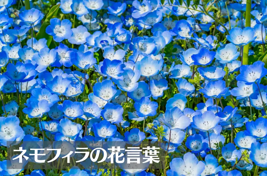 ネモフィラの花言葉は怖い？意味や由来、色別(青・黒・白)、英語名もご紹介！