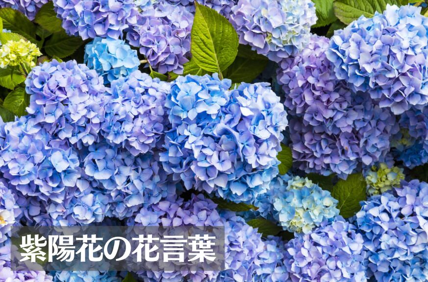 紫陽花(あじさい)の花言葉は怖い？意味や由来、色別(青・白・紫・ピンク・緑)の花言葉、種類などご紹介！