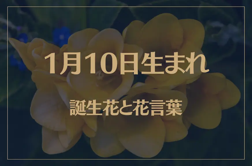 1月10日の誕生花と花言葉がコレ！性格や恋愛・仕事などの誕生日占いもご紹介！