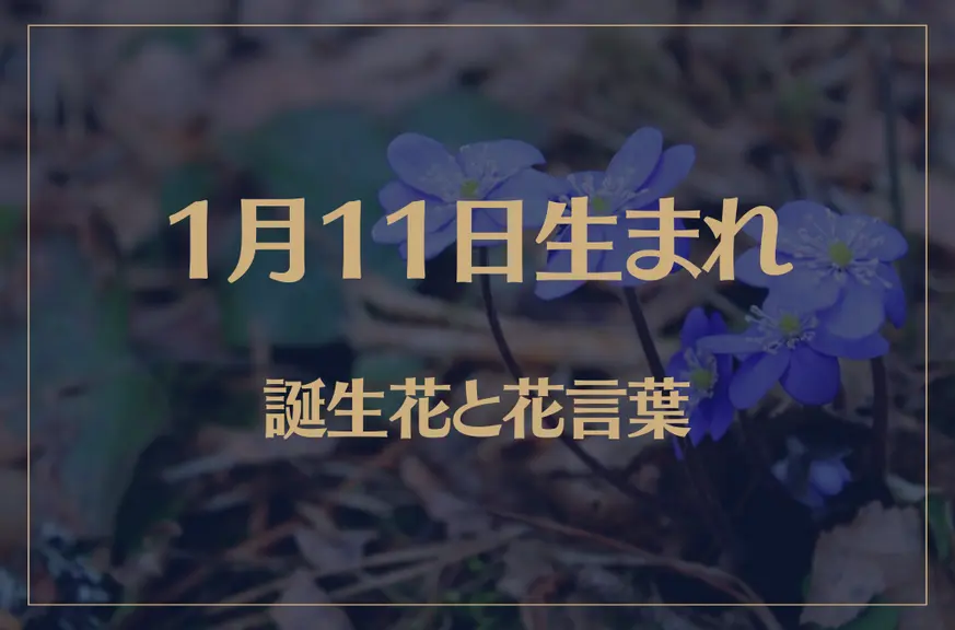 1月11日の誕生花と花言葉がコレ！性格や恋愛・仕事などの誕生日占いもご紹介！