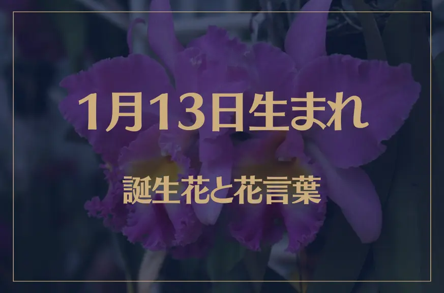 1月13日の誕生花と花言葉がコレ！性格や恋愛・仕事などの誕生日占いもご紹介！