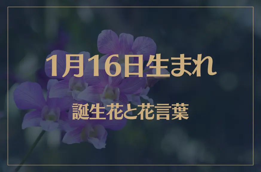 1月16日の誕生花と花言葉がコレ！性格や恋愛・仕事などの誕生日占いもご紹介！