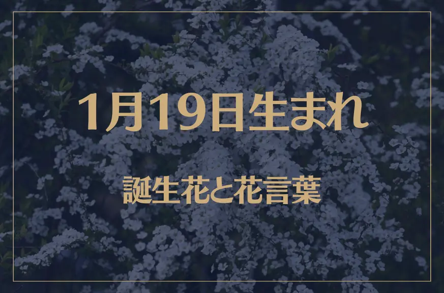 1月19日の誕生花と花言葉がコレ！性格や恋愛・仕事などの誕生日占いもご紹介！