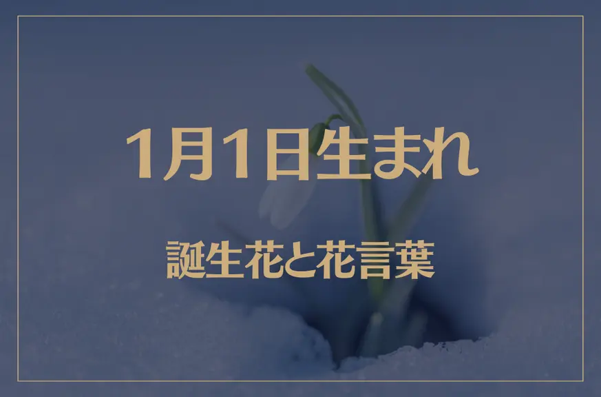 1月1日の誕生花と花言葉がコレ！性格や恋愛・仕事などの誕生日占いもご紹介！