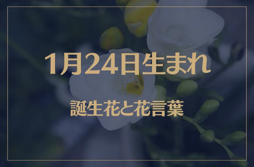 1月24日の誕生花と花言葉がコレ！性格や恋愛・仕事などの誕生日占いもご紹介！