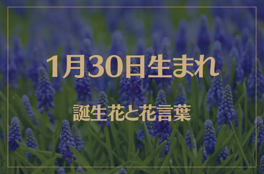 1月30日の誕生花と花言葉がコレ！性格や恋愛・仕事などの誕生日占いもご紹介！