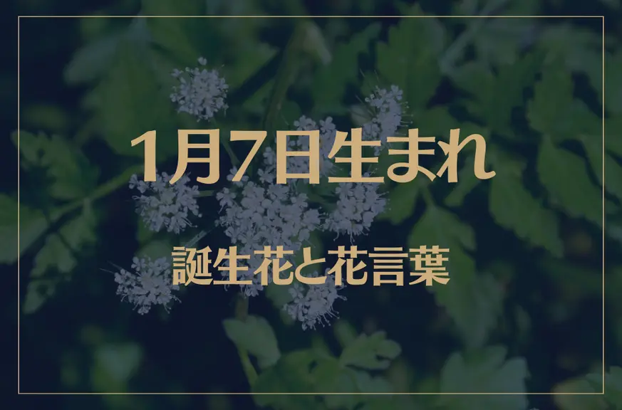 1月7日の誕生花と花言葉がコレ！性格や恋愛・仕事などの誕生日占いもご紹介！