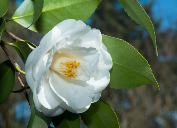 白色の山茶花