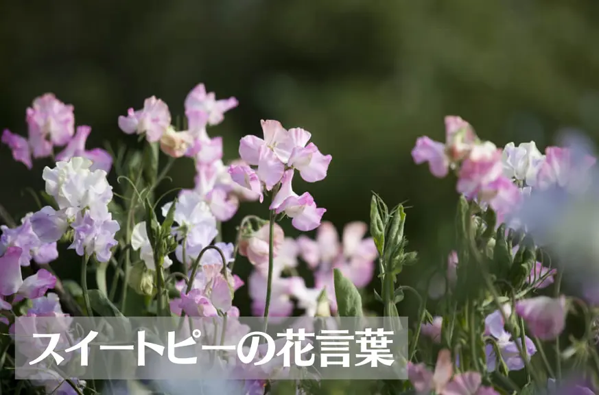 スイートピーの花言葉は怖い？意味や由来、色別(赤・ピンク・白・紫・黄)、英語名の花言葉もご紹介！