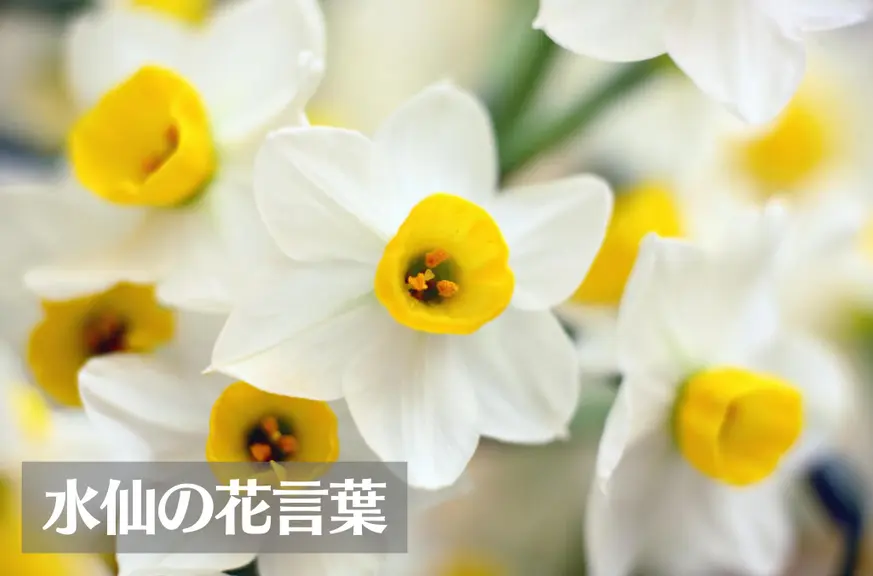 水仙(スイセン)の花言葉は怖い？意味や由来、色(白・黄)、種類別、英語名の花言葉もご紹介！