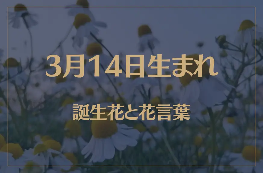 3月14日の誕生花と花言葉がコレ！性格や恋愛・仕事などの誕生日占いもご紹介！