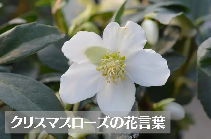 クリスマスローズの花言葉は怖い？意味や由来、種類、英語名の花言葉もご紹介！