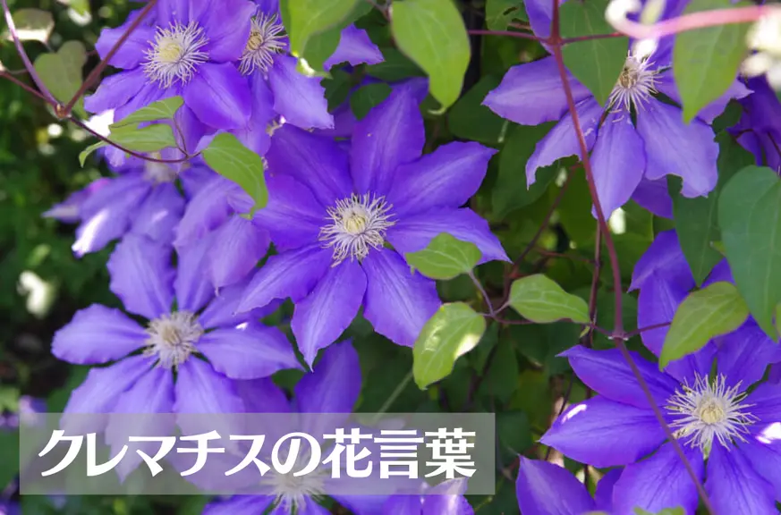 クレマチスの花言葉は怖い？意味や由来、種類、英語名の花言葉もご紹介！