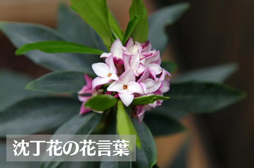 沈丁花(ジンチョウゲ)の花言葉は怖い？意味や由来、種類、英語名の花言葉もご紹介！