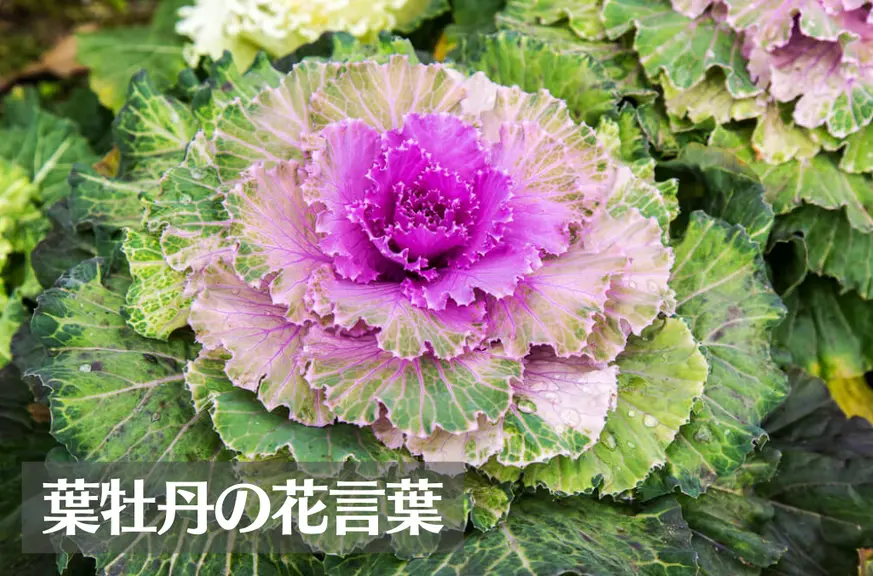 葉牡丹(ハボタン)の花言葉は怖い？意味や由来、種類、英語名などをご紹介！