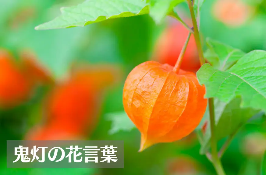 鬼灯(ホオズキ)の花言葉は怖い？意味や由来、種類、英語名の花言葉もご紹介！