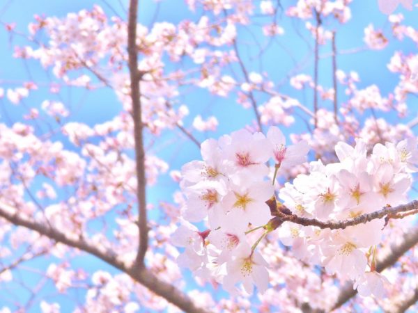 桜