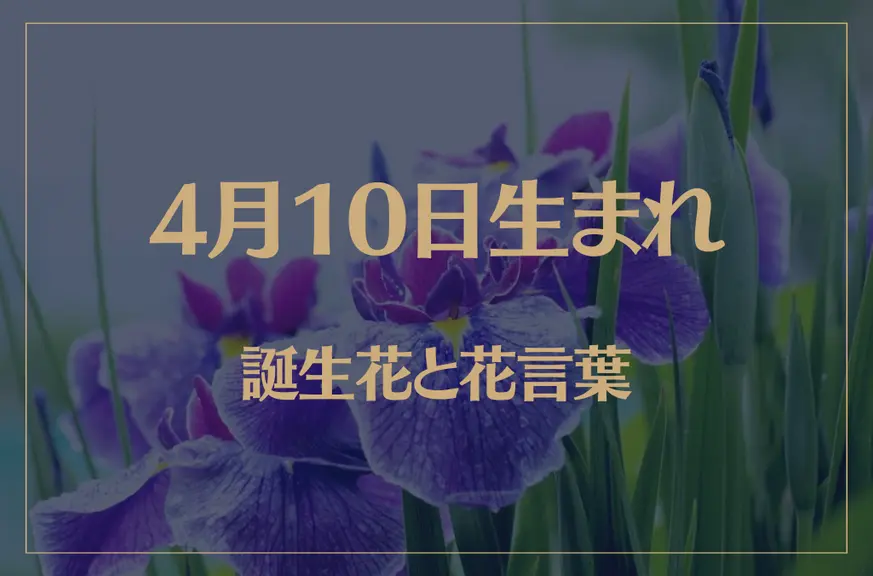 4月10日の誕生花と花言葉がコレ！性格や恋愛・仕事などの誕生日占いもご紹介！