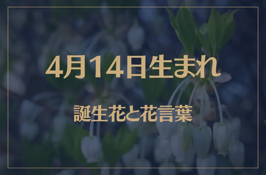 4月14日の誕生花と花言葉がコレ！性格や恋愛・仕事などの誕生日占いもご紹介！