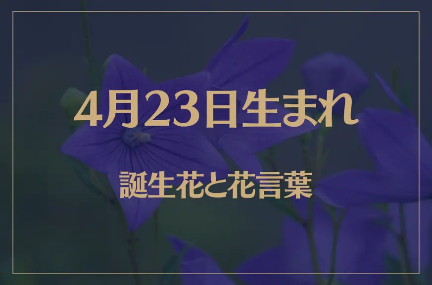 4月23日の誕生花と花言葉がコレ！性格や恋愛・仕事などの誕生日占いもご紹介！