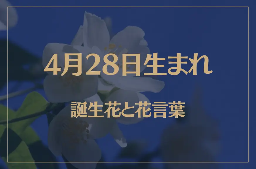 4月28日の誕生花と花言葉がコレ！性格や恋愛・仕事などの誕生日占いもご紹介！