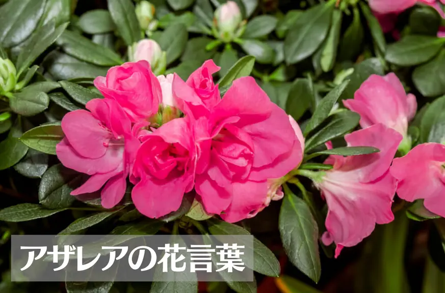 アザレアの花言葉は怖い？意味や由来、色別(赤・白)、英語名の花言葉もご紹介！