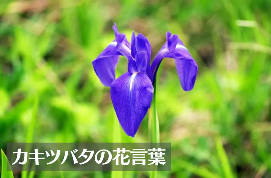 カキツバタ(燕子花・杜若)の花言葉は怖い？意味や由来、種類、英語名の花言葉もご紹介！