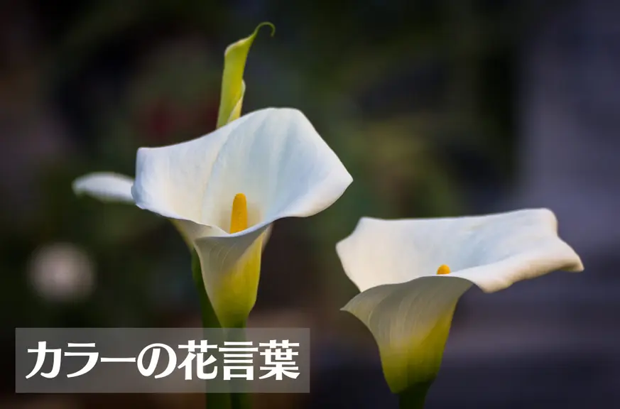 カラーの花言葉は怖い？意味や由来、色(白・ピンク・黄・紫)、種類別、英語名の花言葉もご紹介！