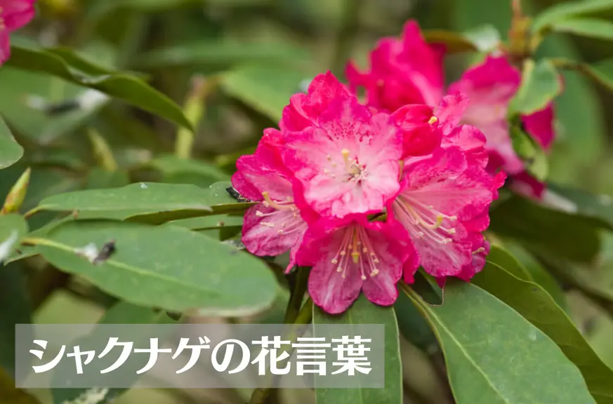 シャクナゲ(石楠花)の花言葉は怖い？意味や由来、種類、英語名の花言葉もご紹介！