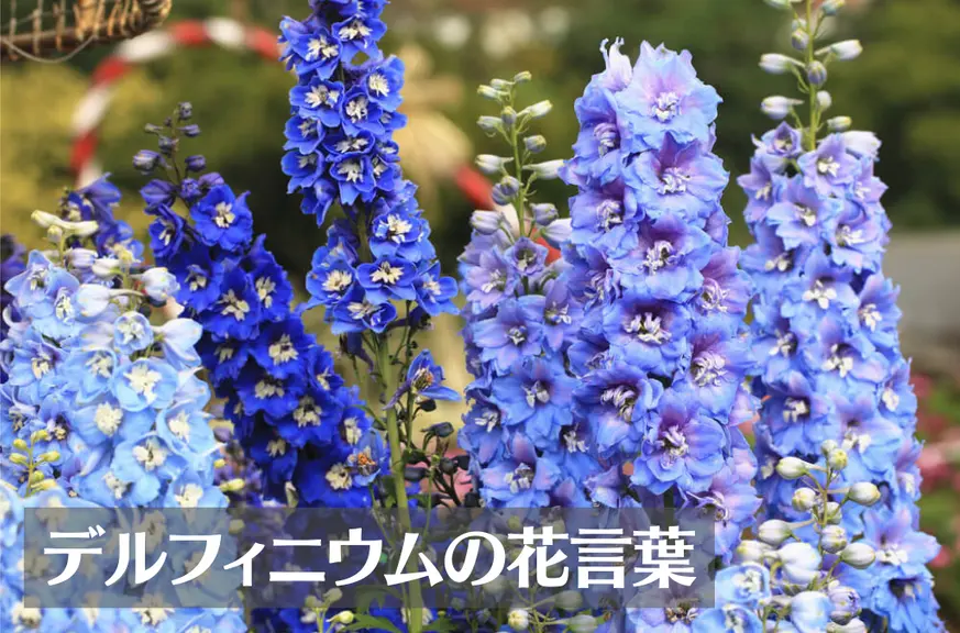 デルフィニウムの花言葉は怖い？意味や由来、色別(ピンク・青・紫・白)、英語名の花言葉もご紹介！