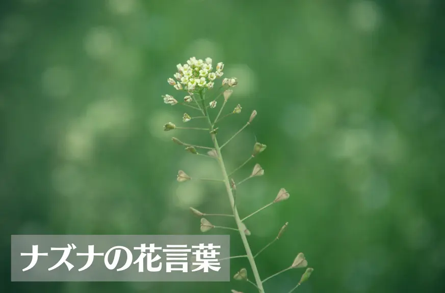 ナズナ（ぺんぺん草）の花言葉は怖い？意味や由来、種類別、英語名の花言葉もご紹介！