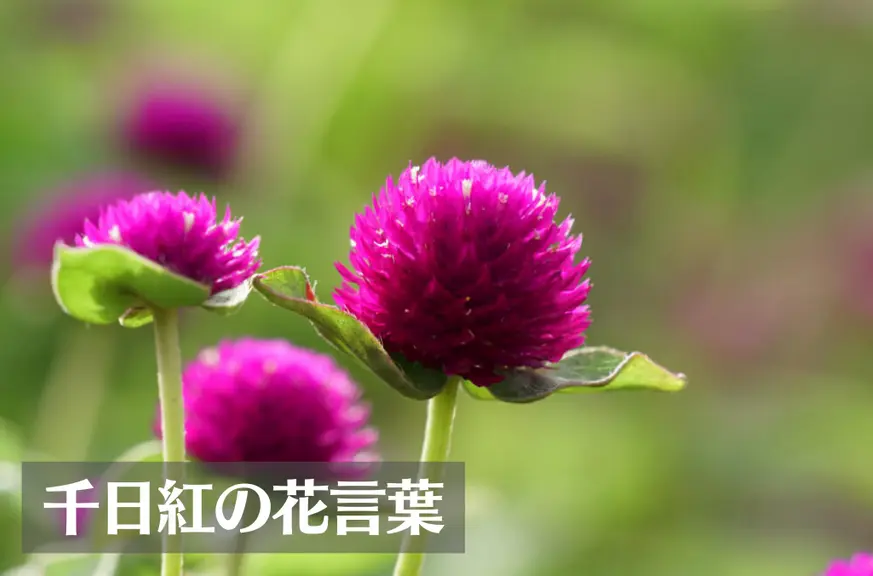 千日紅(センニチコウ)の花言葉は怖い？意味や由来、種類、英語名の花言葉もご紹介！