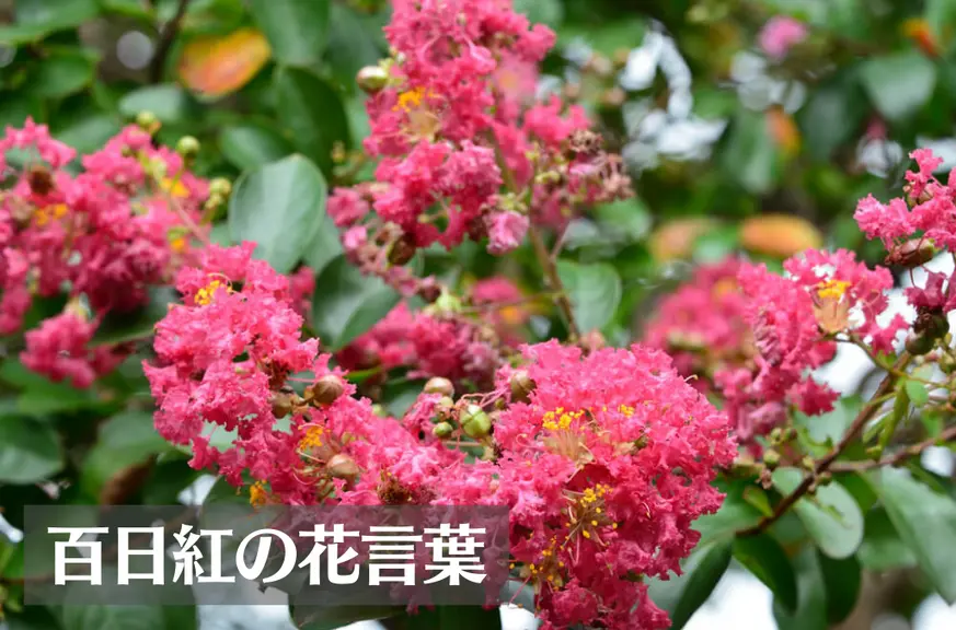 百日紅(サルスベリ)の花言葉は怖い？意味や由来、種類、英語名などをご紹介！