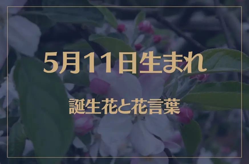 5月11日の誕生花と花言葉がコレ！性格や恋愛・仕事などの誕生日占いもご紹介！