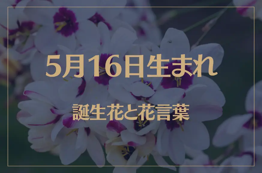 5月16日の誕生花と花言葉がコレ！性格や恋愛・仕事などの誕生日占いもご紹介！