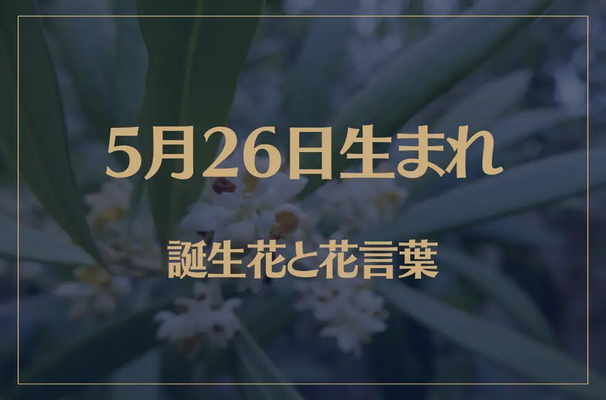 5月26日の誕生花と花言葉がコレ！性格や恋愛・仕事などの誕生日占いもご紹介！