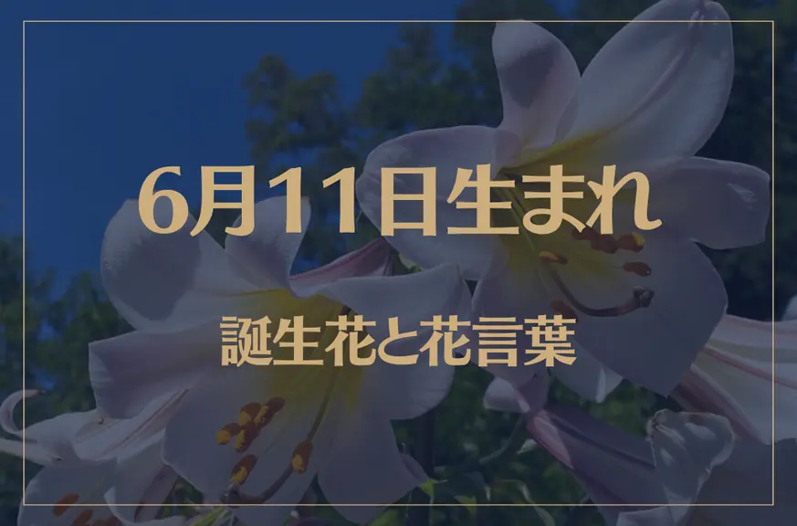 6月11日の誕生花と花言葉がコレ！性格や恋愛・仕事などの誕生日占いもご紹介！