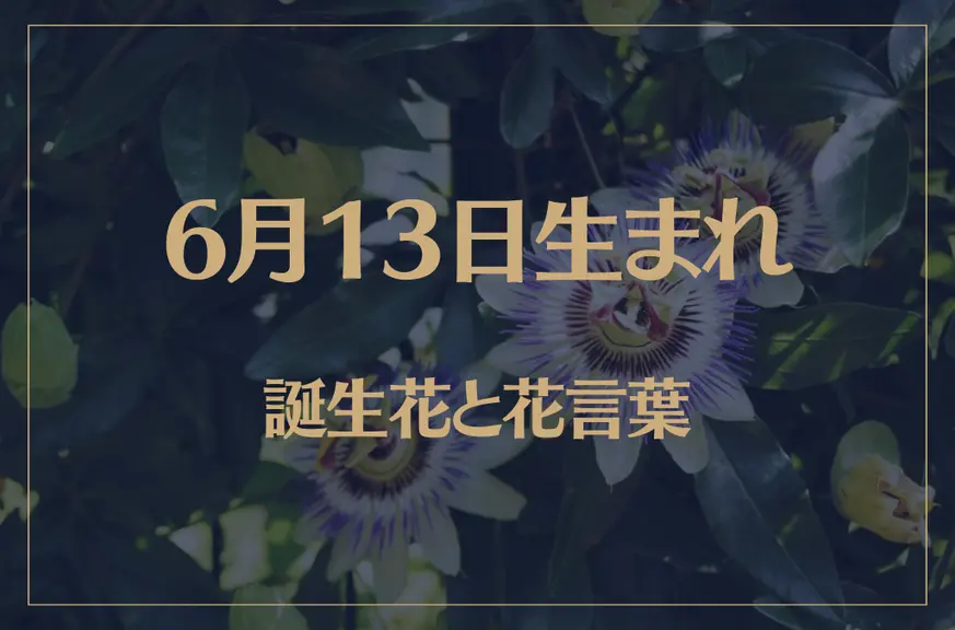 6月13日の誕生花と花言葉がコレ！性格や恋愛・仕事などの誕生日占いもご紹介！