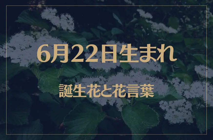 6月22日の誕生花と花言葉がコレ！性格や恋愛・仕事などの誕生日占いもご紹介！