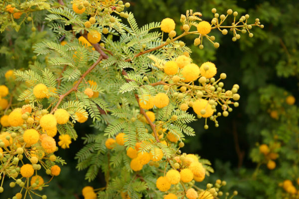 【色別】アカシアの花言葉