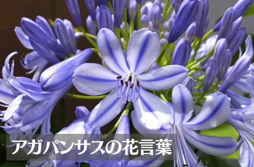 アガパンサスの花言葉は怖い？意味や由来、色別(白)、英語名の花言葉もご紹介！