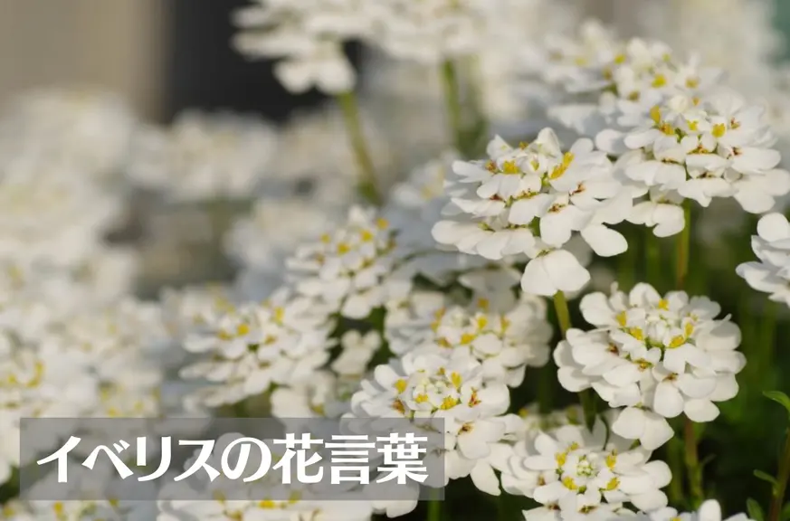 イベリスの花言葉は怖い？意味や由来、種類、英語名の花言葉もご紹介！