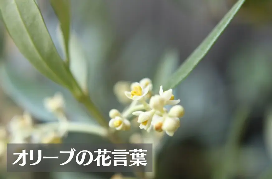 オリーブの花言葉は怖い？意味や由来、種類、英語名の花言葉もご紹介！