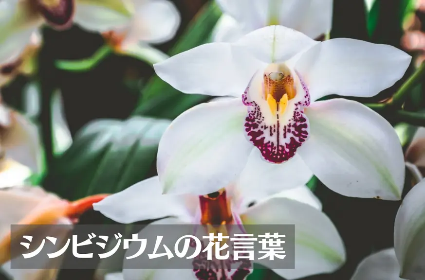 シンビジウムの花言葉は怖い？意味や由来、色別(白・黄・ピンク・黄緑)、英語名の花言葉もご紹介！