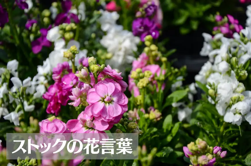 ストックの花言葉は怖い？意味や由来、色別(赤・ピンク・白・紫・黄)、英語名の花言葉もご紹介！