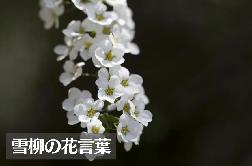 ユキヤナギ(雪柳)の花言葉は怖い？意味や由来、種類、英語名などをご紹介！