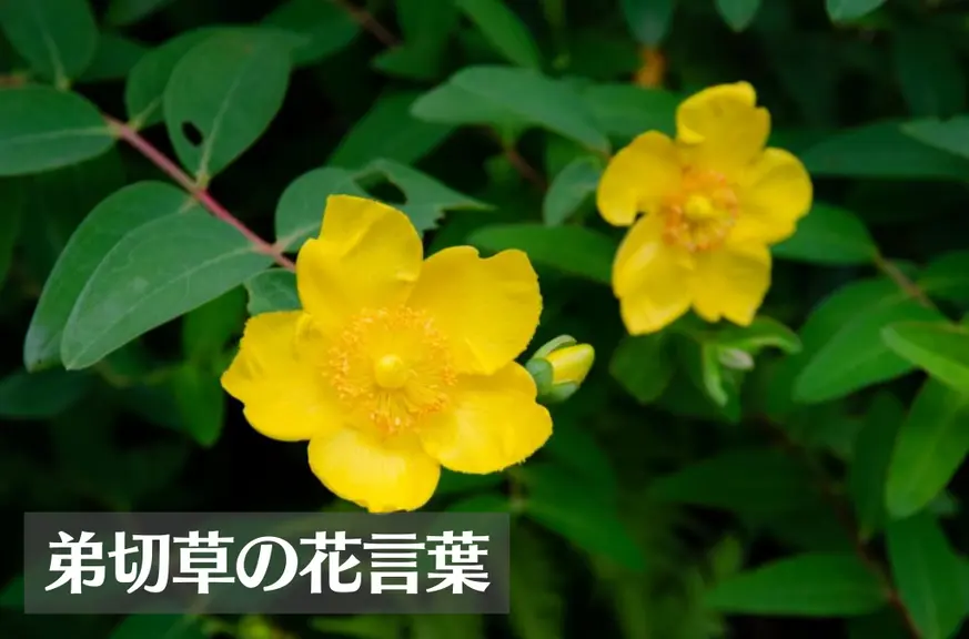 弟切草(オトギリソウ)の花言葉は怖い？意味や由来、種類、英語名の花言葉もご紹介！